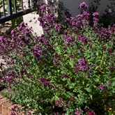 Purple Ornamental Oregano